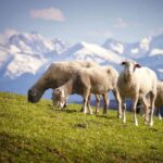 В Алагирском районе увеличилось поголовье овец
