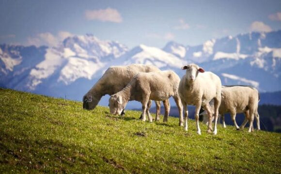 В Алагирском районе увеличилось поголовье овец
