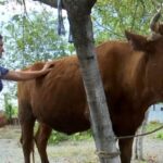 Жительнице Беслана подарили корову