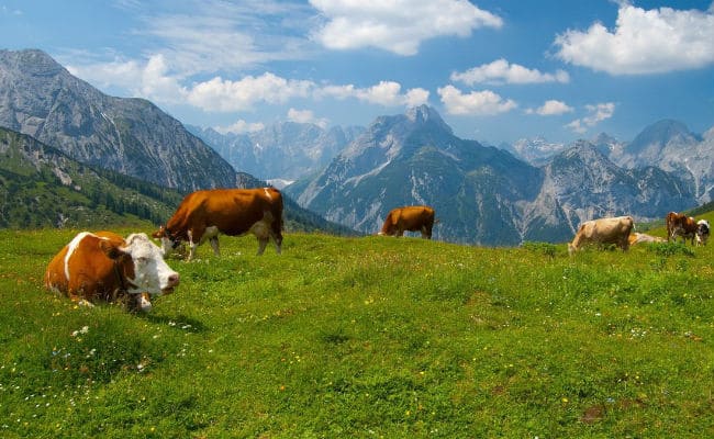 В горах Северной Осетии появится агродеревня