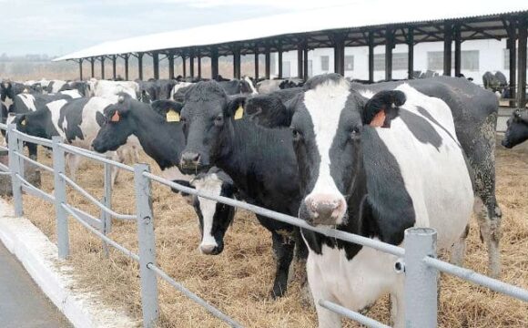 В Северной Осетии увеличилось производство продукции животноводства