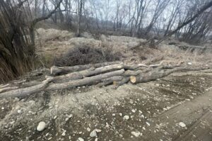 Житель Северной Осетии незаконно вырубил лес