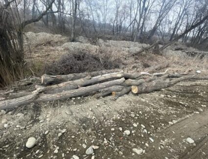 Житель Северной Осетии незаконно вырубил лес